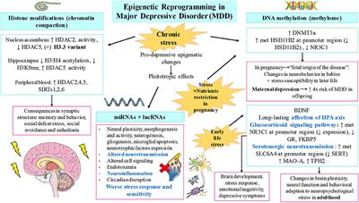 Nutrition, Epigenetics, and Major Depressive Disorder: Understanding the Connection